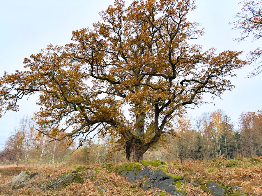 Ancient oak
