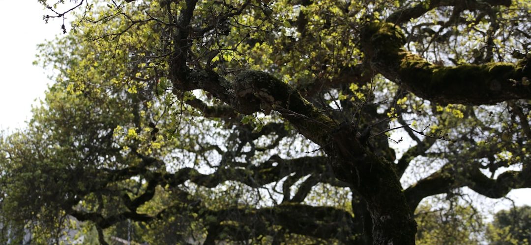 Photo Ancient oak