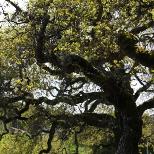 Photo Ancient oak