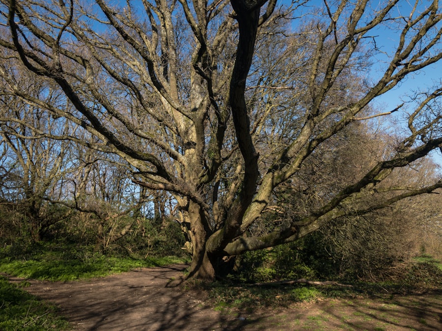 Photo Ancient oak