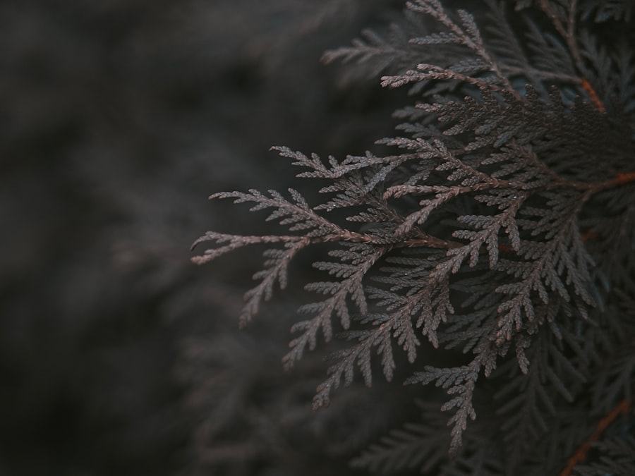Maderze temperature